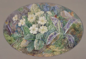 Primel und Orchidee